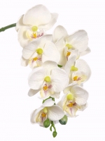 phalaenopsis 50cm